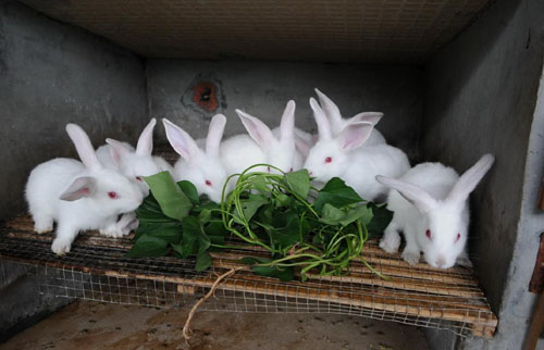 2019年兔子养殖前景怎样？如果养殖100只兔子利润该如何算？