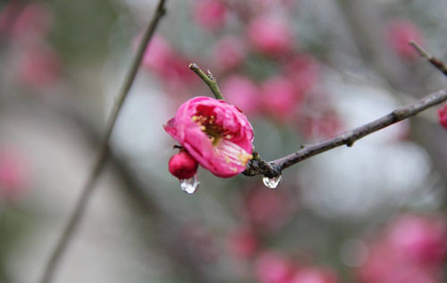 “好雨知时节，当春乃发生”是如何白话文解说？