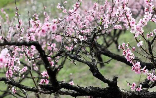 “梨花院落溶溶月，柳絮池塘淡淡风”是如何白话文解说？