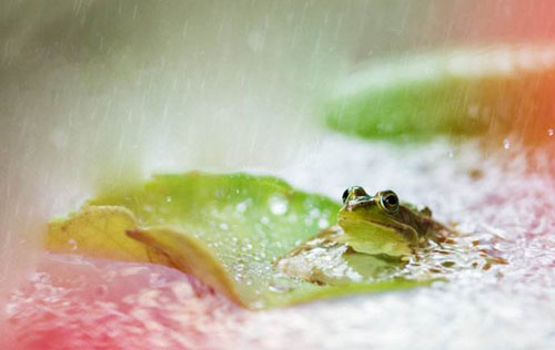 “黄梅时节家家雨，青草池塘处处蛙”是如何白话文解说？