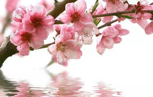 “匝路亭亭艳，非时裛裛香”是如何白话文解说？