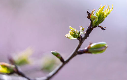 “一叶度春风，芳芳自相接”是如何白话文解说？
