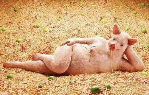 猪精女孩是什么意思？