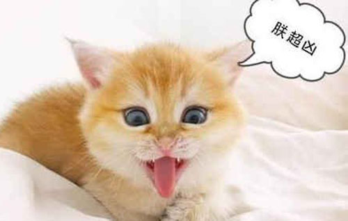 奶凶是什么意思？