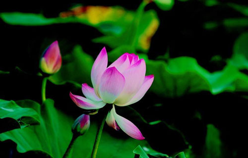 我想开了我自闭了是什么意思？