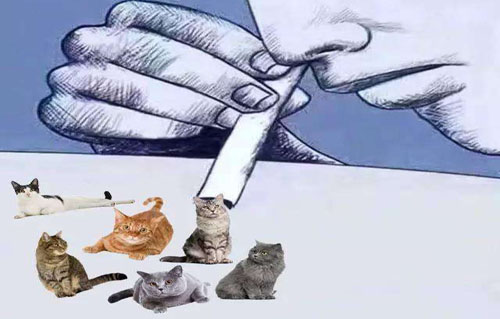 吸猫是什么意思？