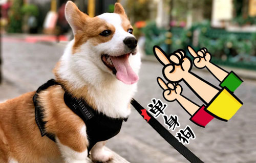 尝一下爱情的苦是什么意思？