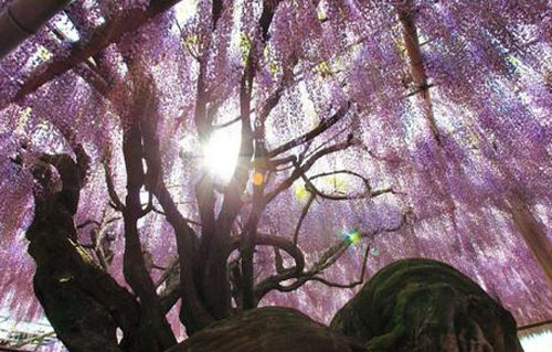“紫藤挂云木，花蔓宜阳春”是如何白话文解说？